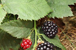 blackberry bunch, a Photo by saiko3p