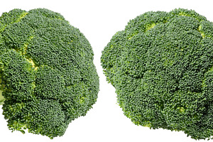 Fresh green broccoli floret with stalk, isolated background. Hea, a Food & Drink Photo by ndanko