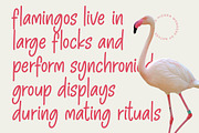 Pinky Doodle Natural Handwritten, a Script Font by Letterena Studios Script (Thumbnail 9 of 20)