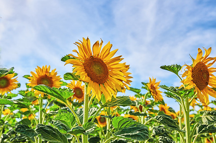 Sunflower, a Photo by Peopleimages.com