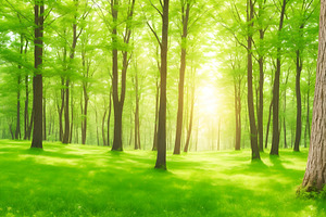 Summer Sunny Forest