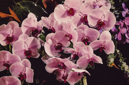 Floral Photo Art • v26, a Nature Photo by Alexander BLOOMS