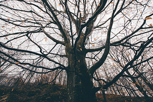 Tree branches in dark woods scenery