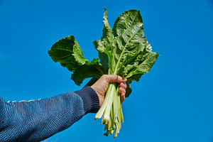 a man holds wild swiss chard under blue sky, a Photo by Nito