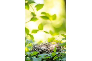 Empty bird's nest surrounded by lush, a Nature Photo by Lermont51