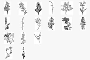 Herbal Brushes For PS/PRO