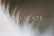 Delicate | 20 Feather Photos, a Nature Photo by Melanie Helena (Thumbnail 19 of 20)