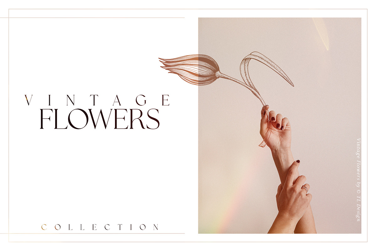 Vintage Flowers Collection, an Illustration by TL Design (Photo 3 of 8)