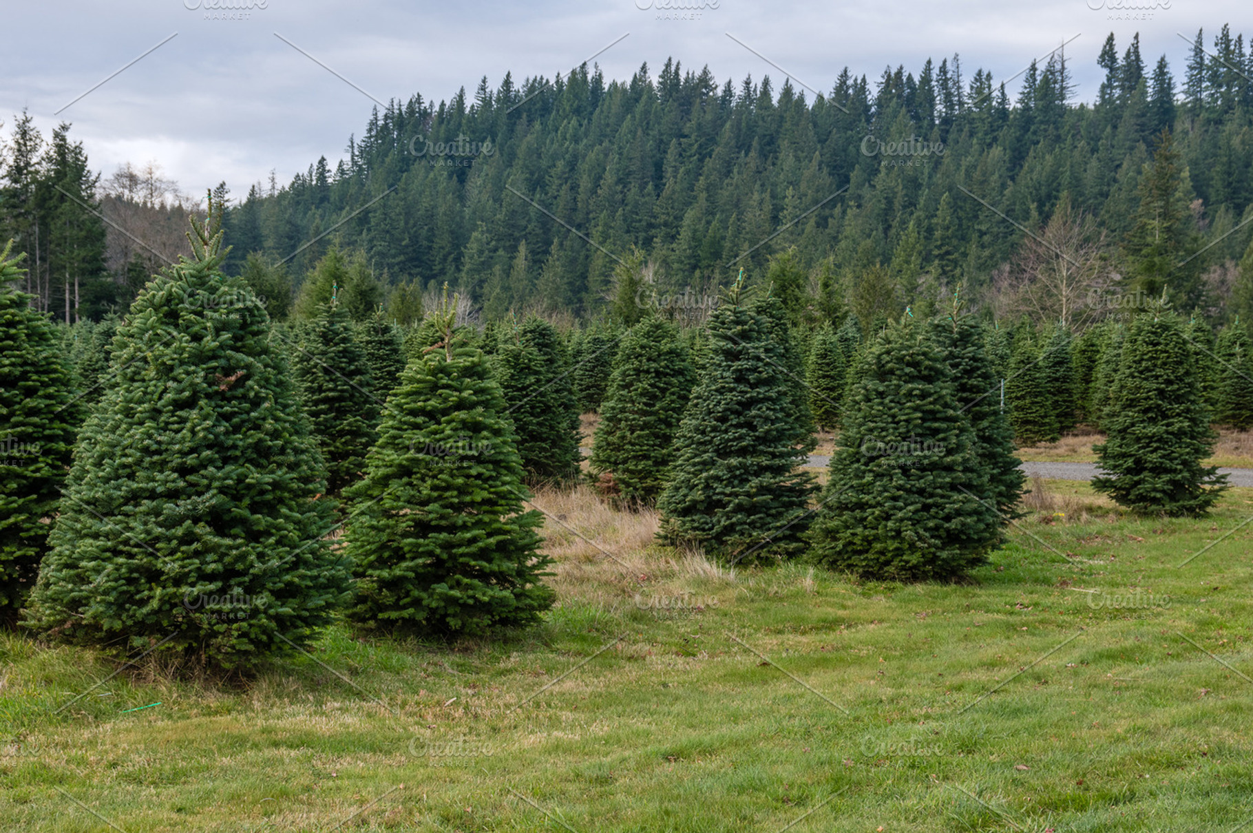 Evergreen Tree Farm Growing Fir Tree