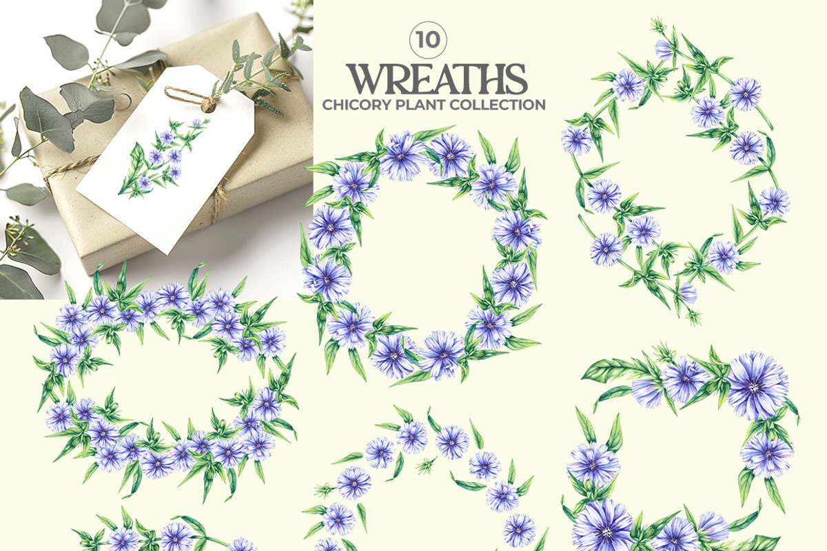 Chicory Plant Watercolor Collection, an Illustration by SashaKondr (Photo 9 of 12)