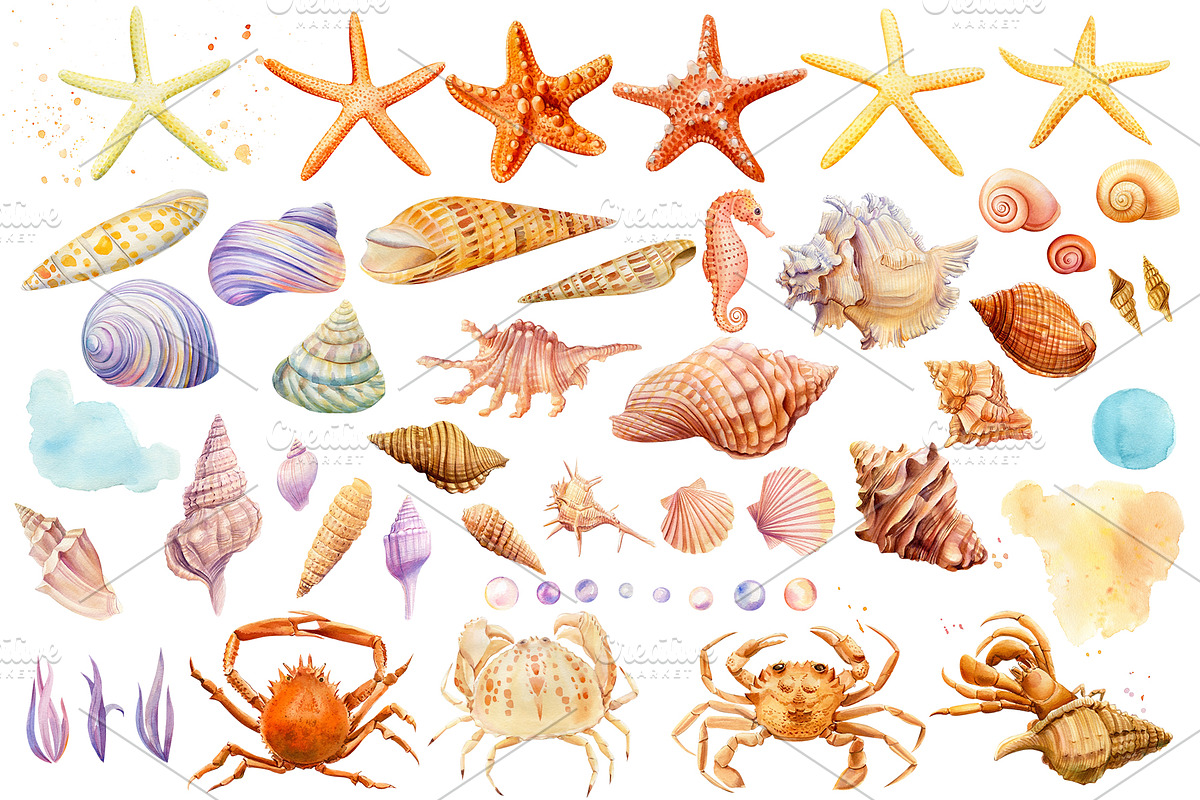 Watercolor starfish, shells, crabs, an Animal Illustration by Hanna Hryharenka (Photo 2 of 12)