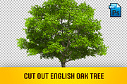 CUT OUT ENGLISH OAK TREE, a Mask Mockup by 3DSTORE (Thumbnail 1 of 4)
