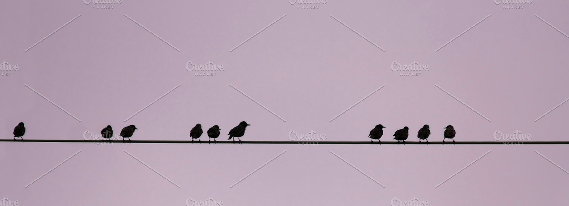 Birds on a wire stock photo containing birds and wire, an Animal Photo by aagafapaperiapunta