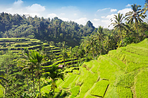 Beauty rice terrace, a Photo by saiko3p
