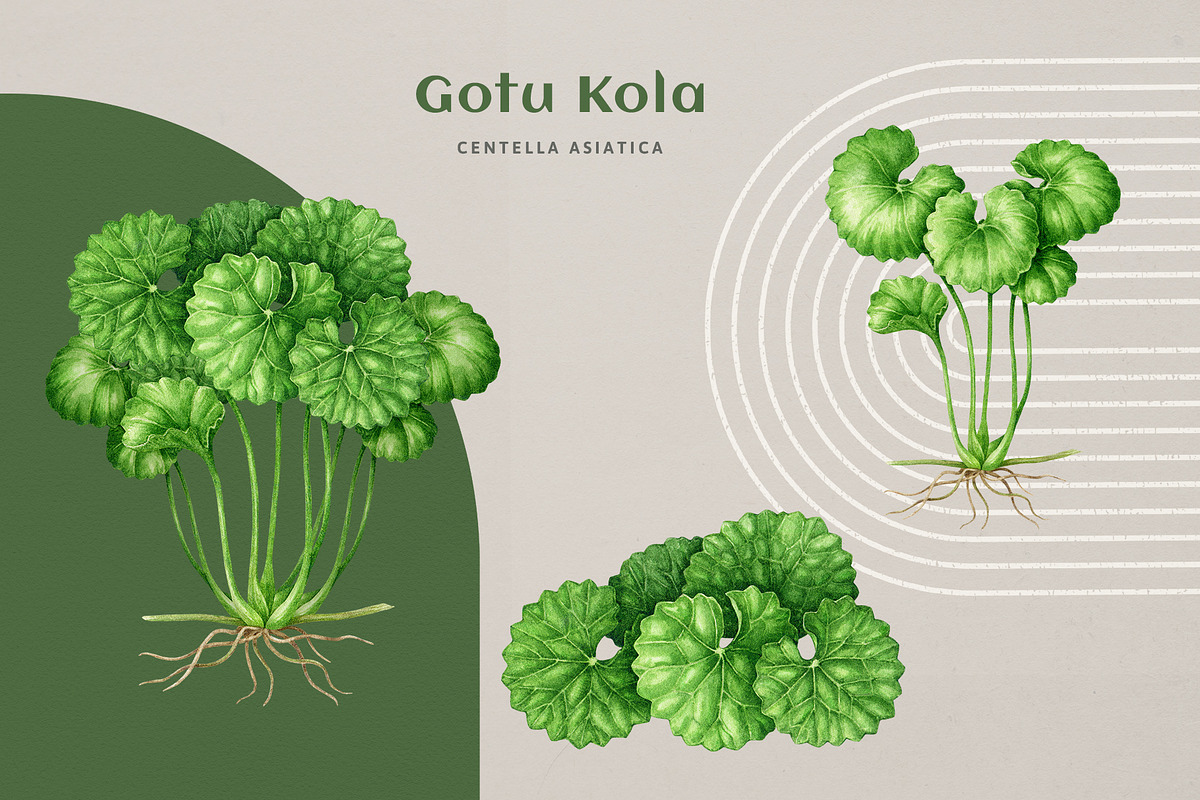 Adaptogenic Medicinal Plant Clipart, a Healthcare Illustration by AnitaPol (Photo 15 of 24)