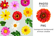 Summer flower heads. Design elements, an Object Graphic by ifiStudio (Thumbnail 3 of 3)