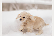 250 Christmas Stock Photo Bundle, a Holiday Photo by Allure Art (Thumbnail 8 of 40)
