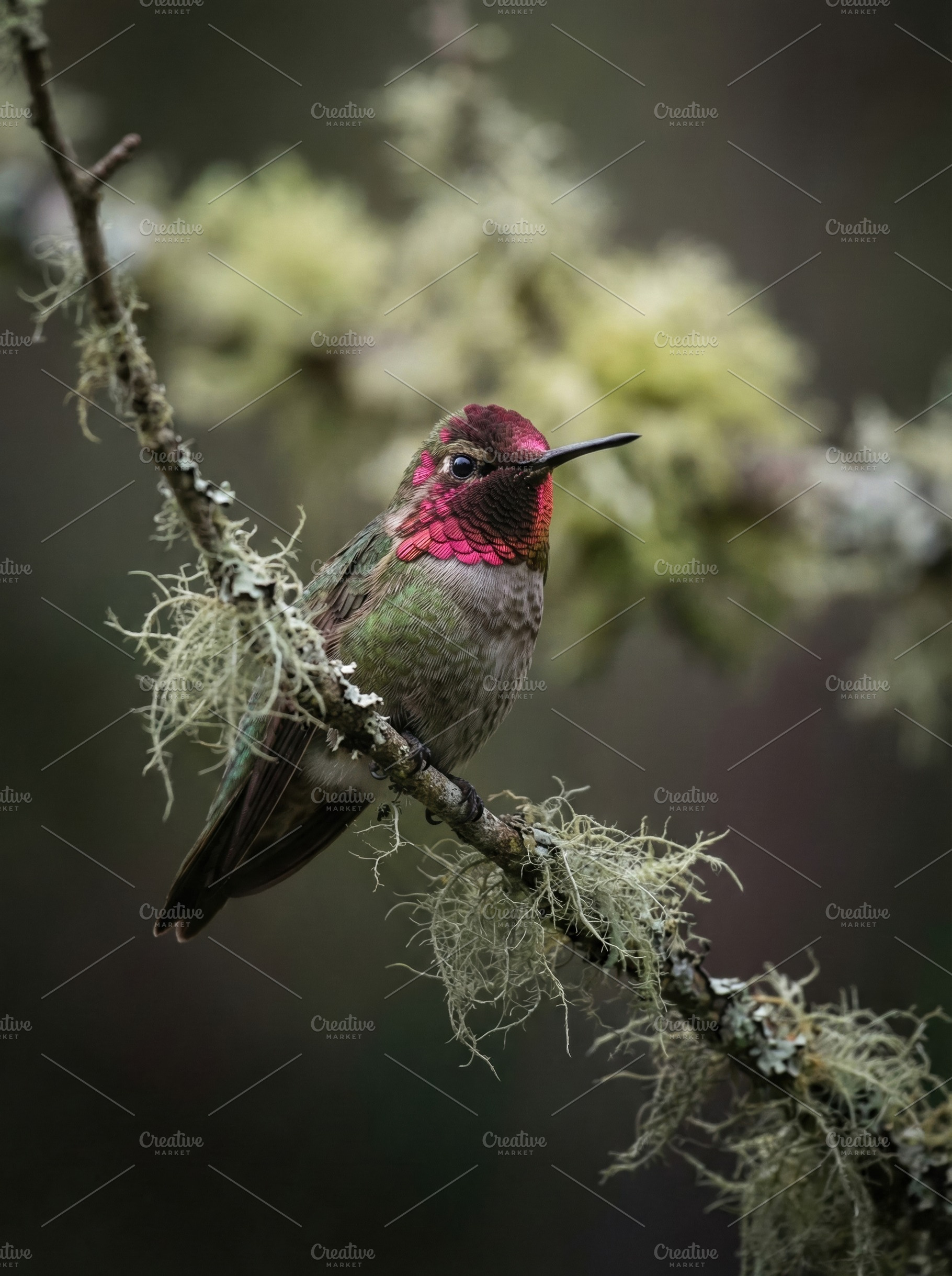 Anna's Hummingbird Perched on Branch, an Animal Photo by Virgo Studio