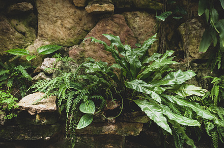 Tropical plants and ferns growing stock photo containing abstract and, a Nature Photo by WildStrawberry Magic