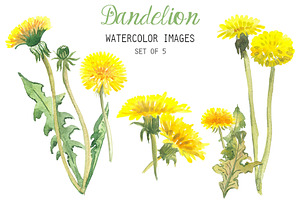 Watercolor Dandelion Clipart