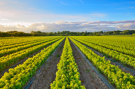 Vineyard containing vineyard, wine, and landscape