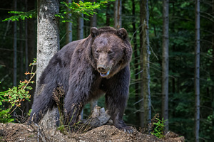 Brown bear, an Animal Photo by Byrdyak
