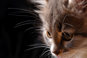 Detailed close-up of a fluffy cat with soft fur and bright yellow eyes, capture, an Animal Photo by Ales Munt