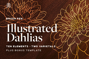 Illustrated Dahlias