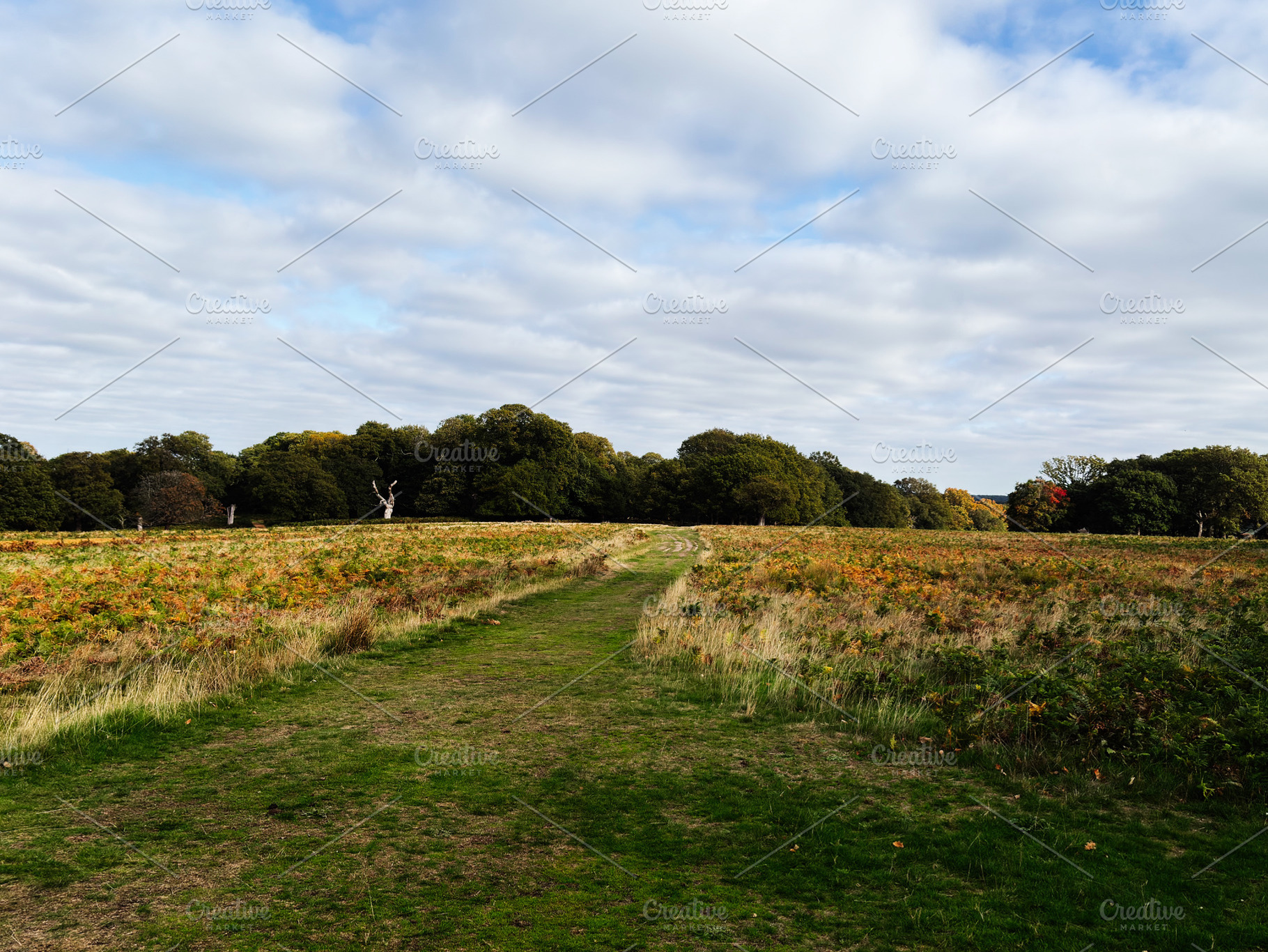 Open field path through autumn trees in London countryside landscape, a Nature Photo by AS photostudio