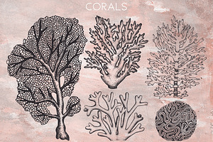 Vector Seaweeds Collection