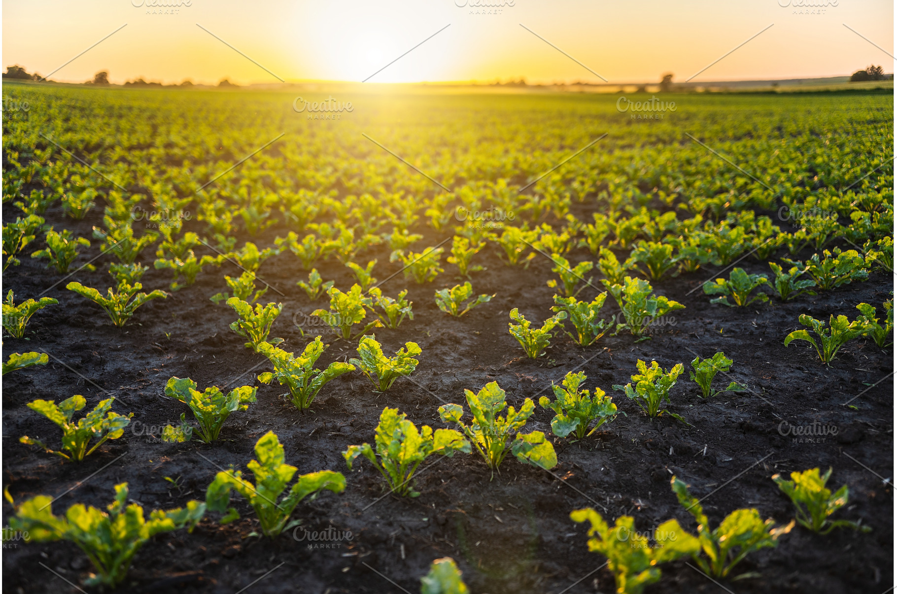 Young sugar beet plants growing in, a Nature Photo by volodymyrshtun13795