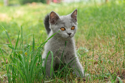 little Cute grey fluffy kitten outdo, an Animal Photo by AlexBush