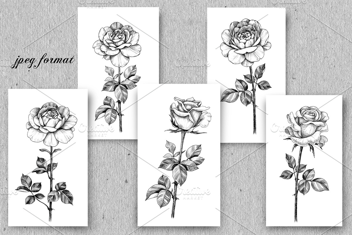 Elegant Roses Arrangements, a Decorative Illustration by Valentyna Smordova (Photo 6 of 13)