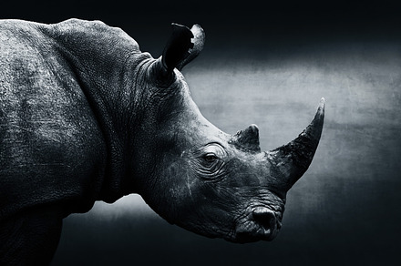 Monochrome rhino, fine art, an Animal Photo by Etienne & Yolandi Outram