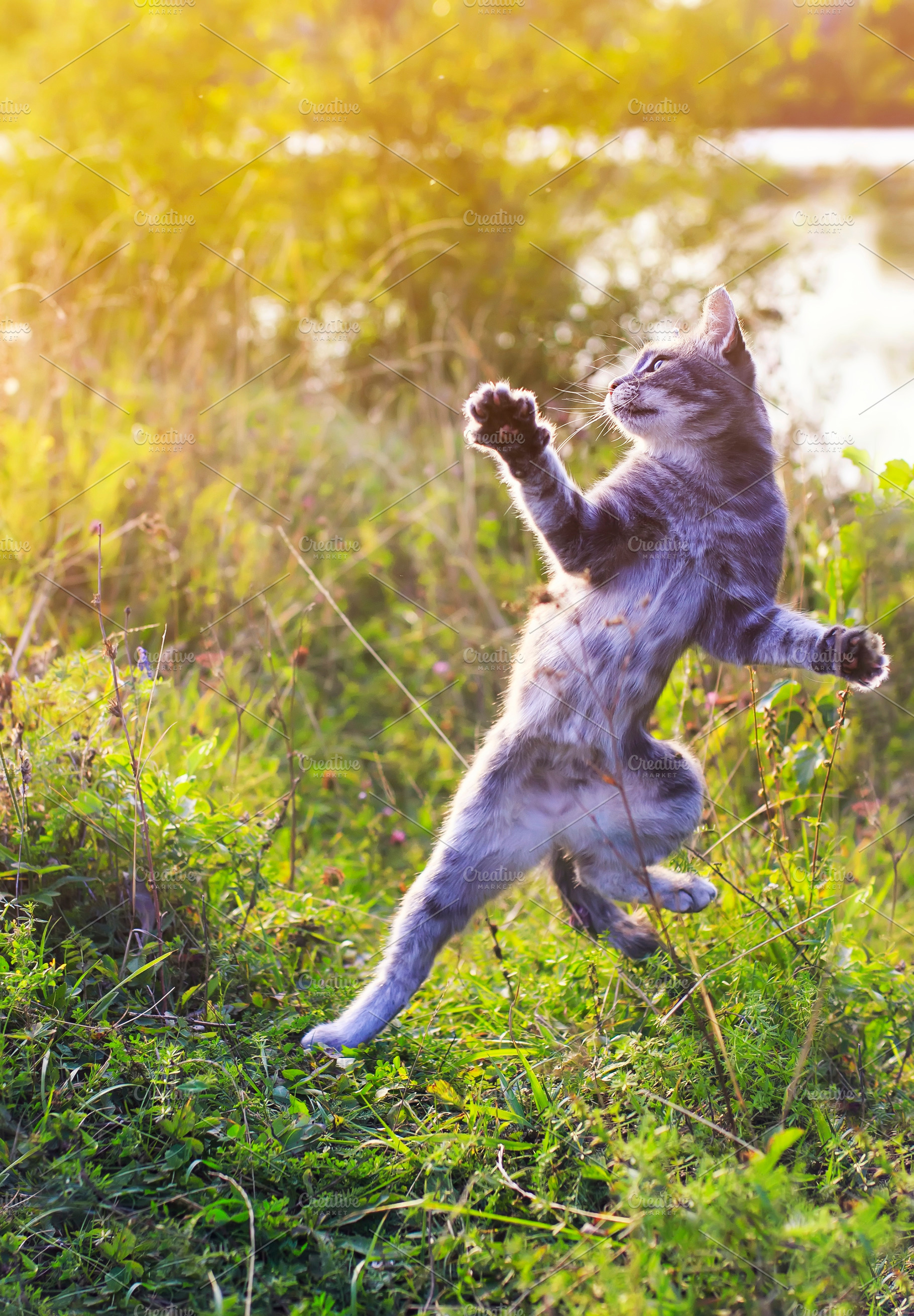 Funny striped cat jumping on a green featuring cat, pet, and animal, an Animal Photo by nataba
