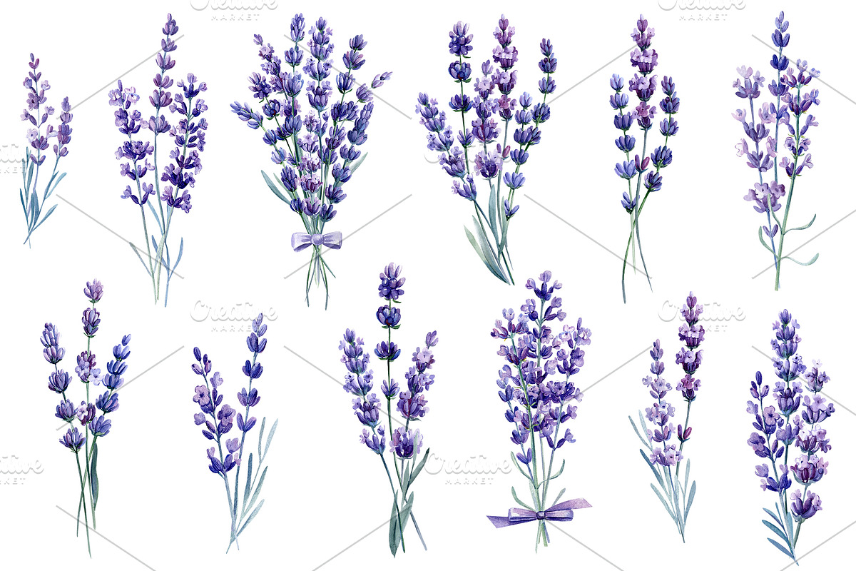 Lavender flowers watercolor, clipart, a Food Illustration by Hanna Hryharenka (Photo 8 of 17)