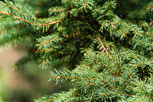Pine tree with waret drops after the rainin the summer