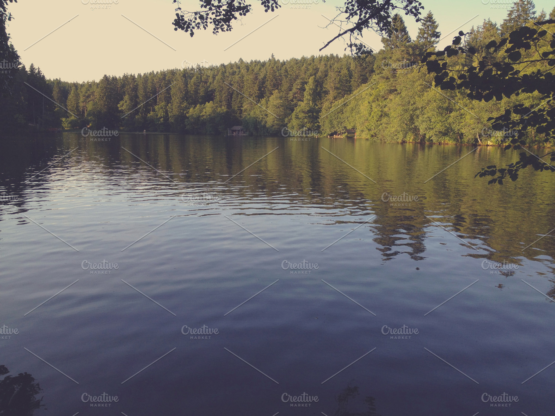 Peacuful Lake In The Forest