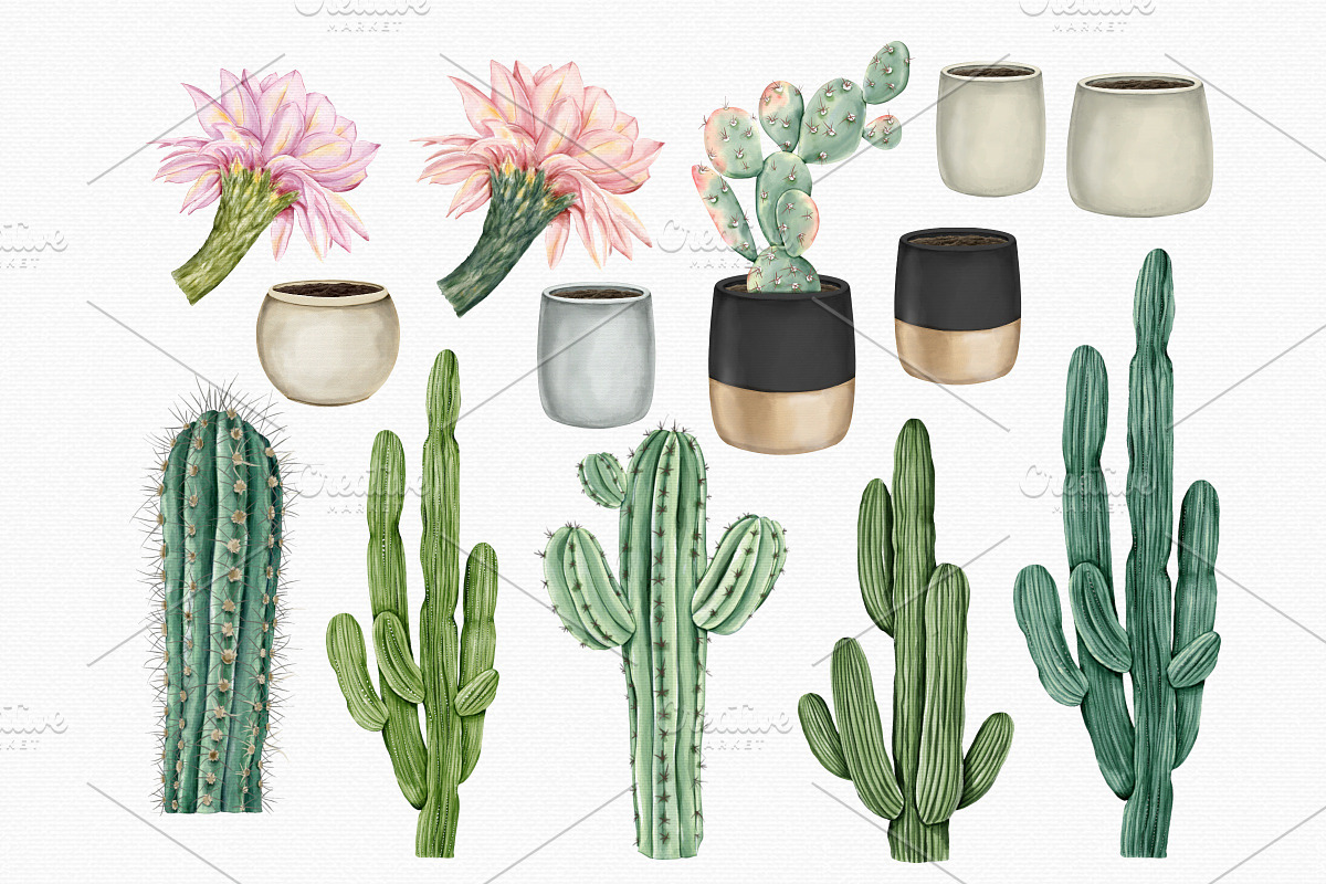 Watercolor Cactus PNG Clipart Set, an Illustration by MiracleArtAndDesign (Photo 4 of 4)