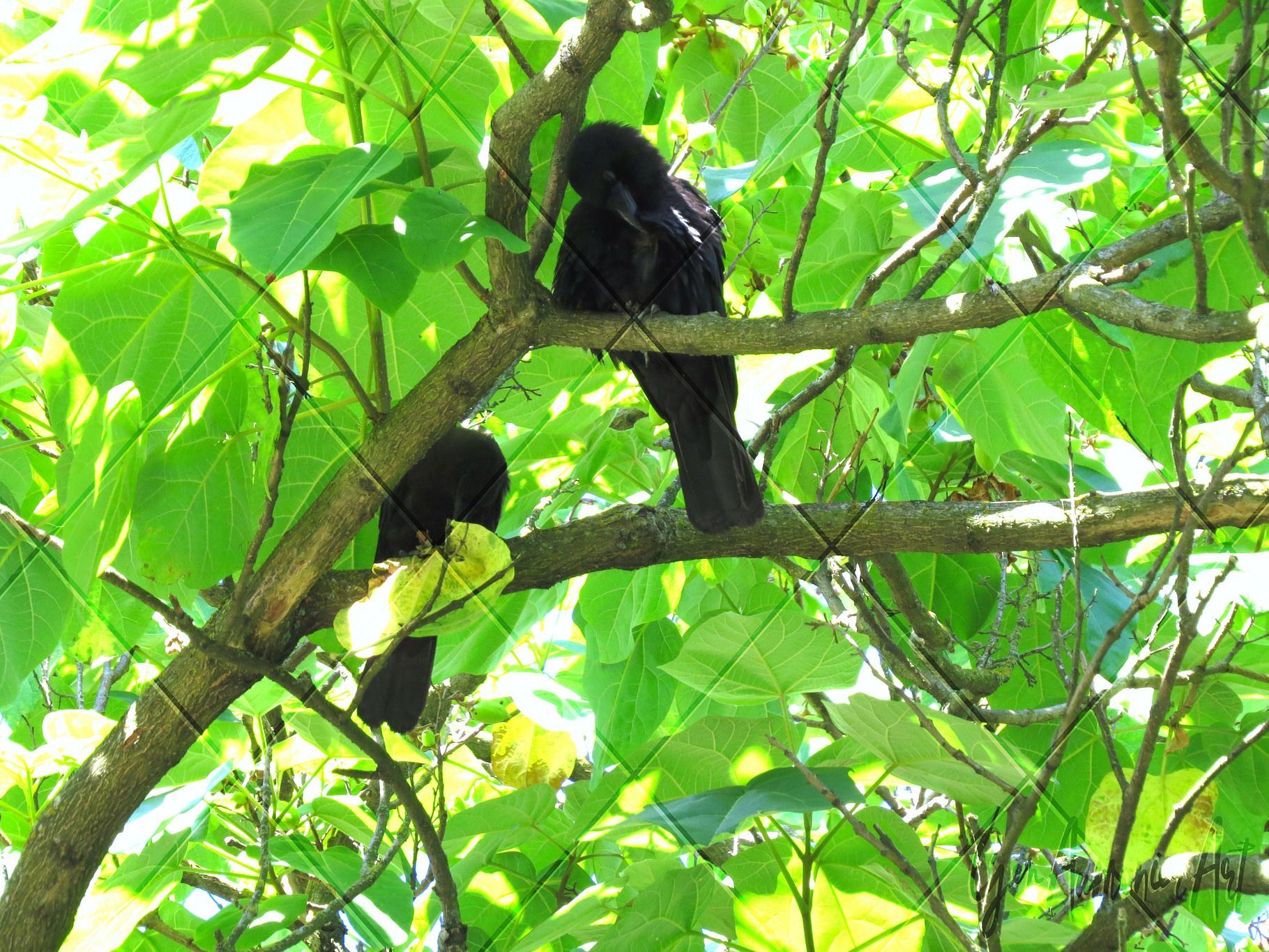 Crows in Lush Green Photograph, an Animal Photo by Gen Aumonier