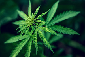 Cannabis on dark background marijua featuring cannabis, marijuana, and