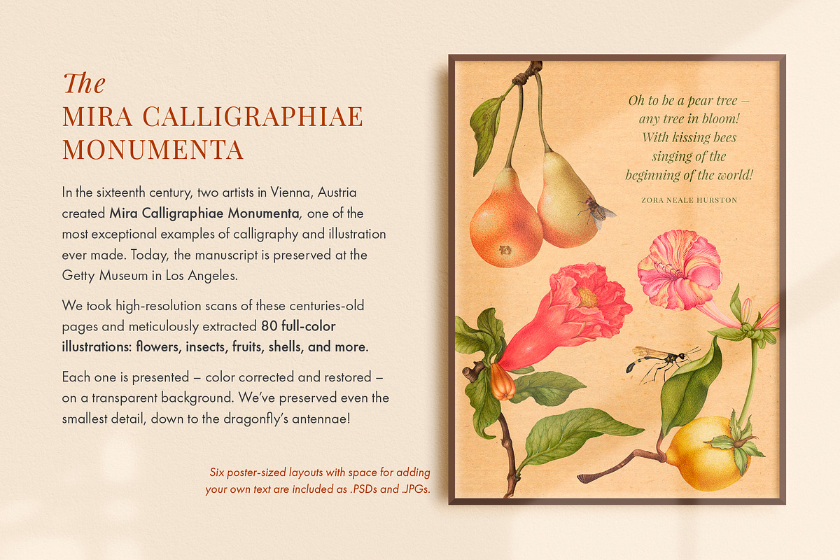 80 Vintage Nature Illustrations, an Object Graphic by The Object Atlas (Photo 8 of 11)