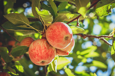 Oranges In The Tree preview 5