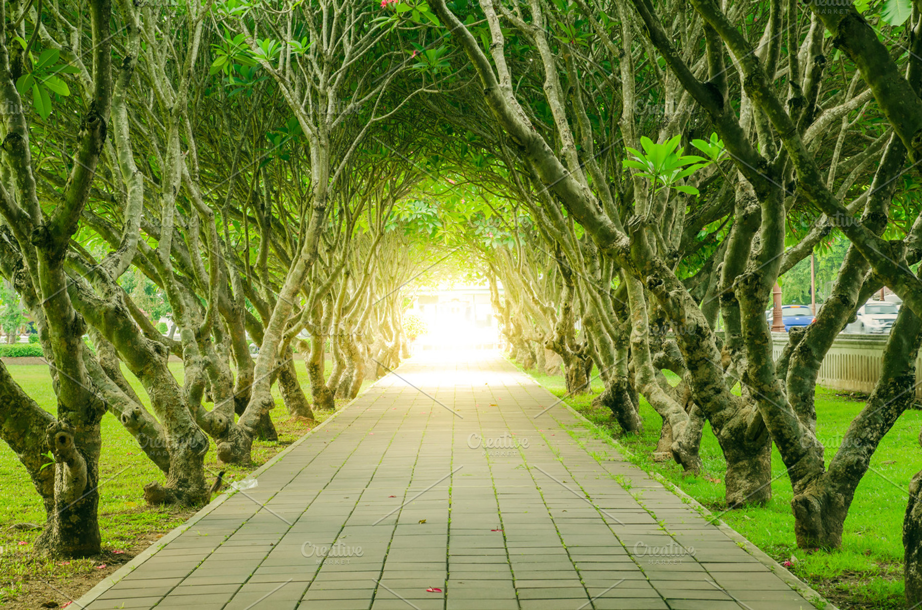 Tree featuring light, success, and asphalt, a Nature Photo by Slonme