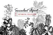 Cactuses and succulents collection, a Decorative Illustration by handsketched (Thumbnail 1 of 7)