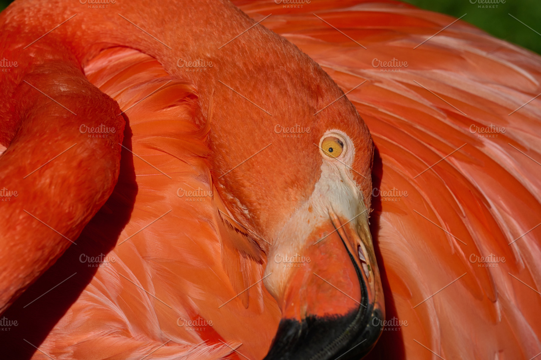 The pink flamingo arched its neck, an Animal Photo by ndanko