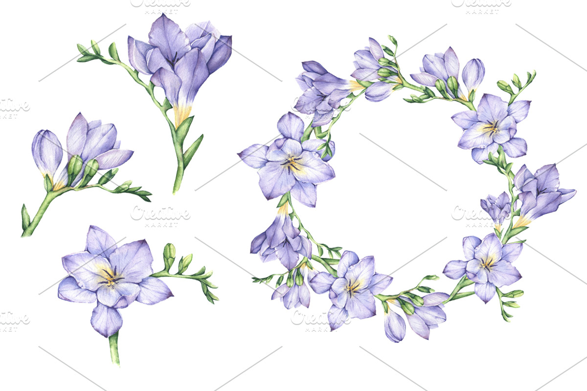Set of Watercolor Freesia Flowers, an Illustration by Imaginasty (Photo 3 of 5)