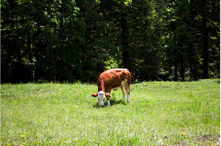 Grazing cow in a green meadow