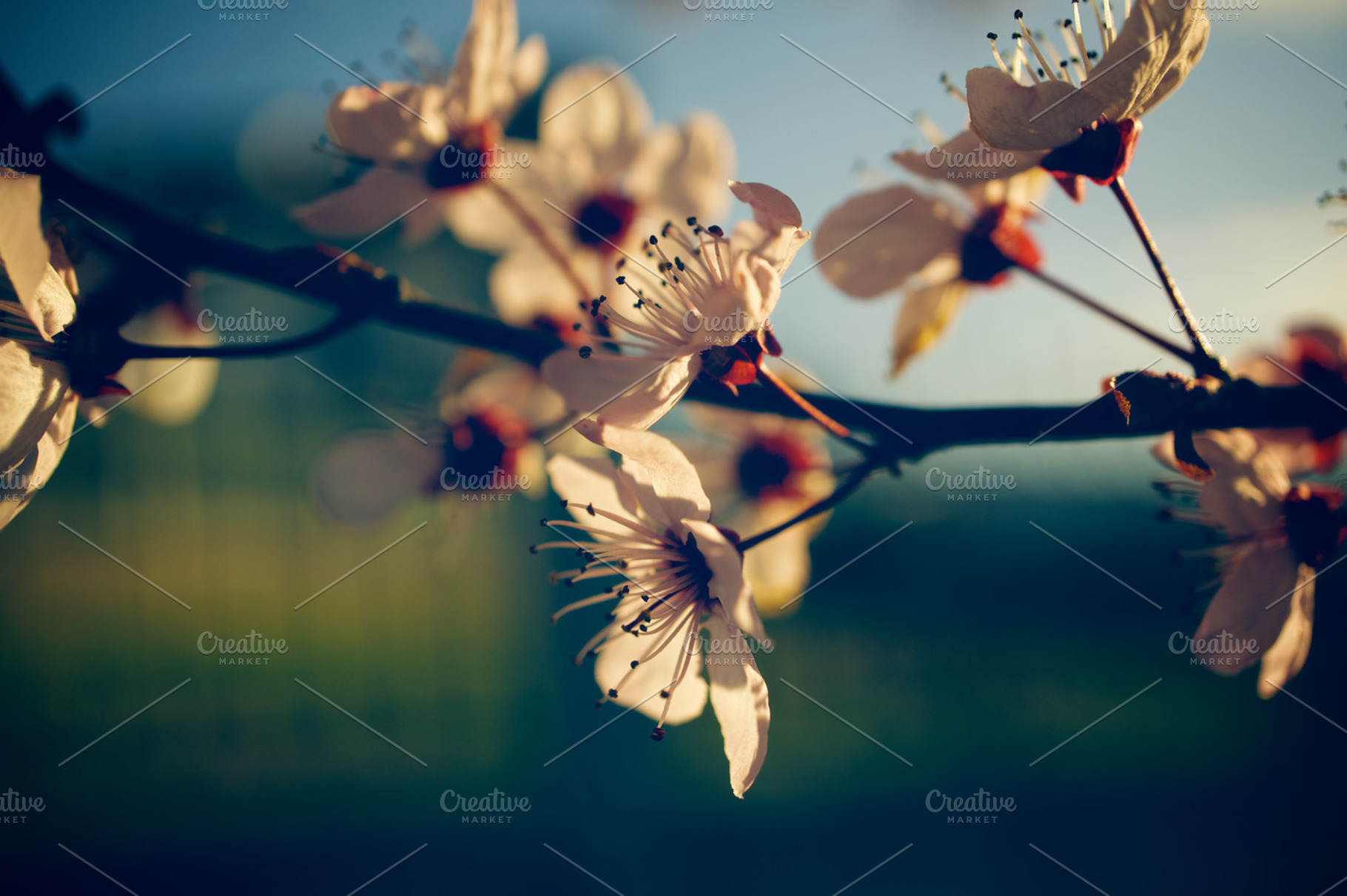 Spring Blossom Featuring Green Blue And Flowers