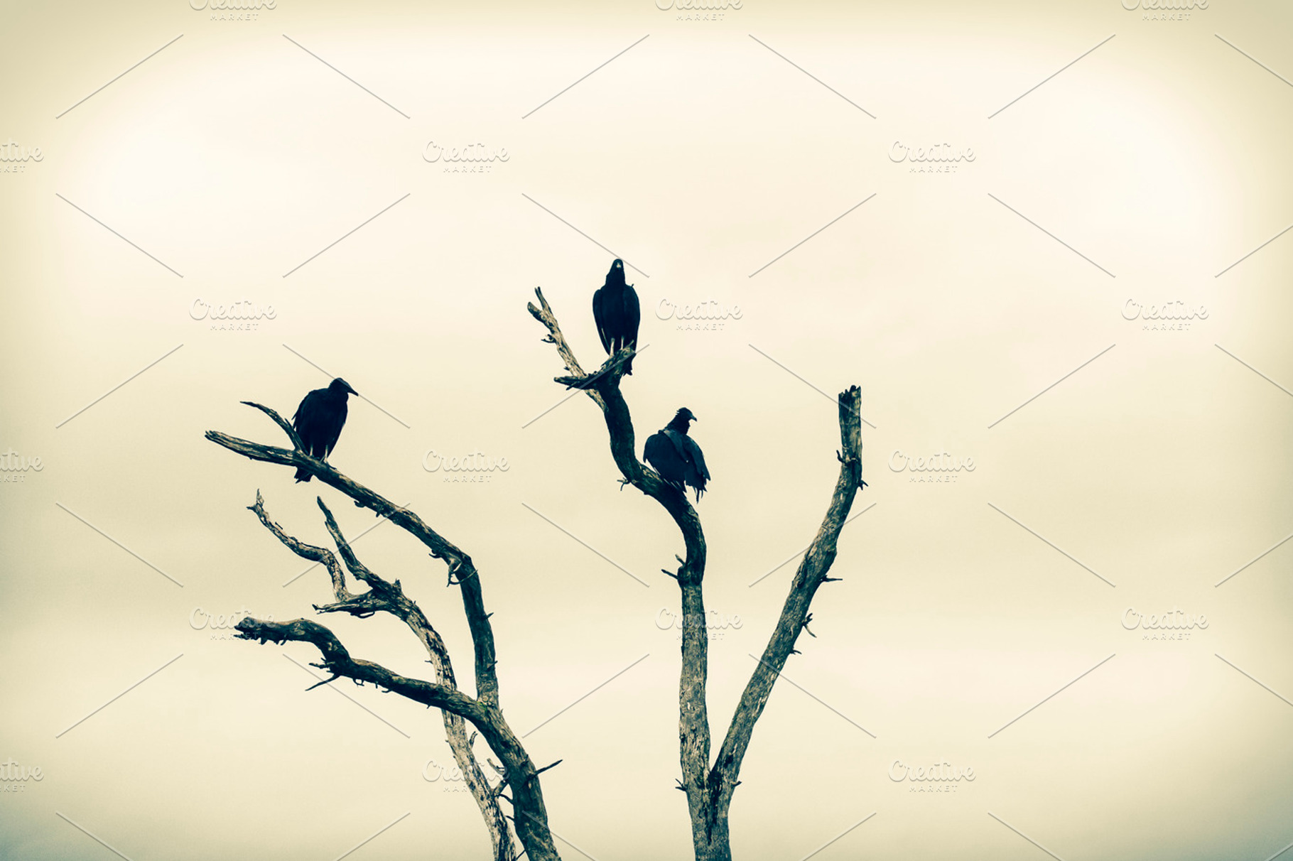 Vultures Stock Photo Containing Vultures And Birds